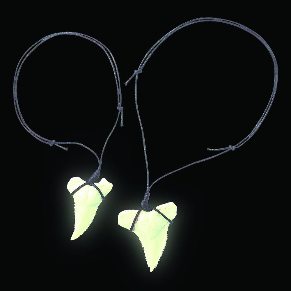 Shark Tooth Fossils