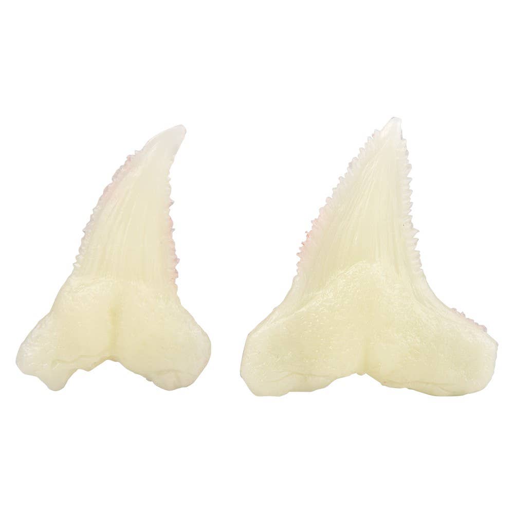 Shark Tooth Fossils